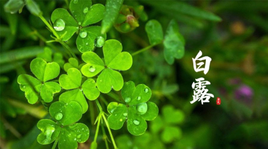 白露時節(jié)！ 金環(huán)電器提醒大家要注意這些事項